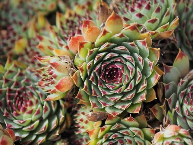Planten die je tuin muggenvrij maken